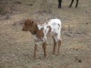 This recently born calf was a hit with the kids.